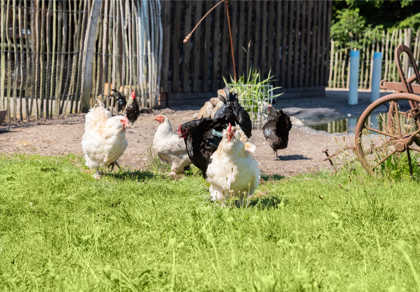 Hühner im Garten