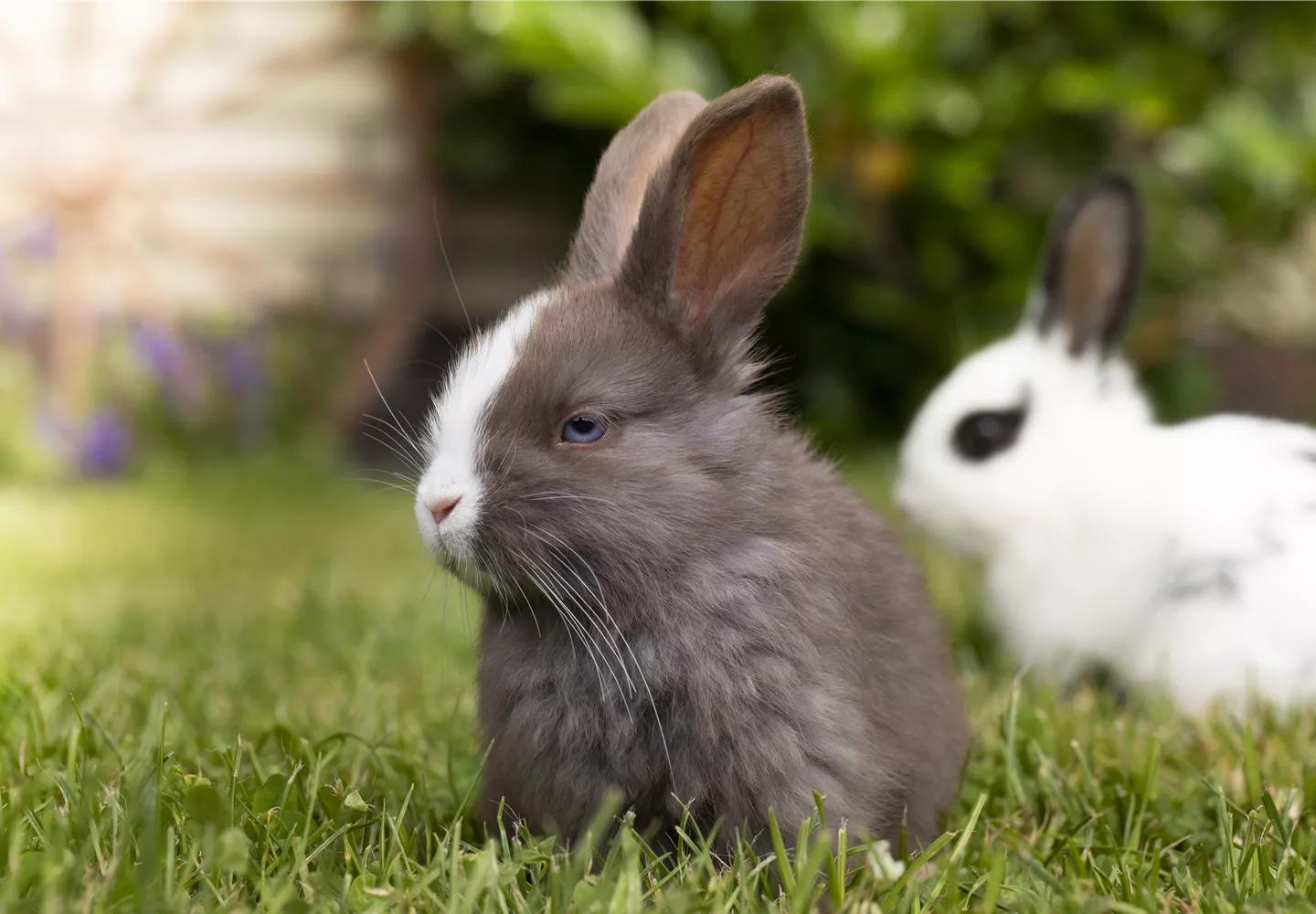 Kaninchen im Freien