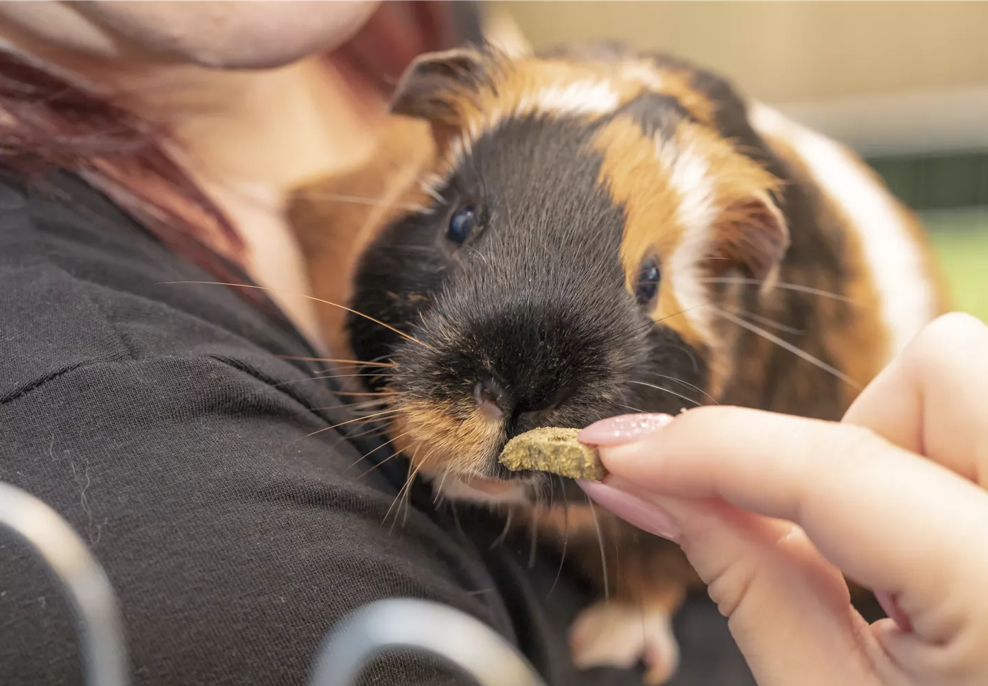 Meerschweinchen füttern