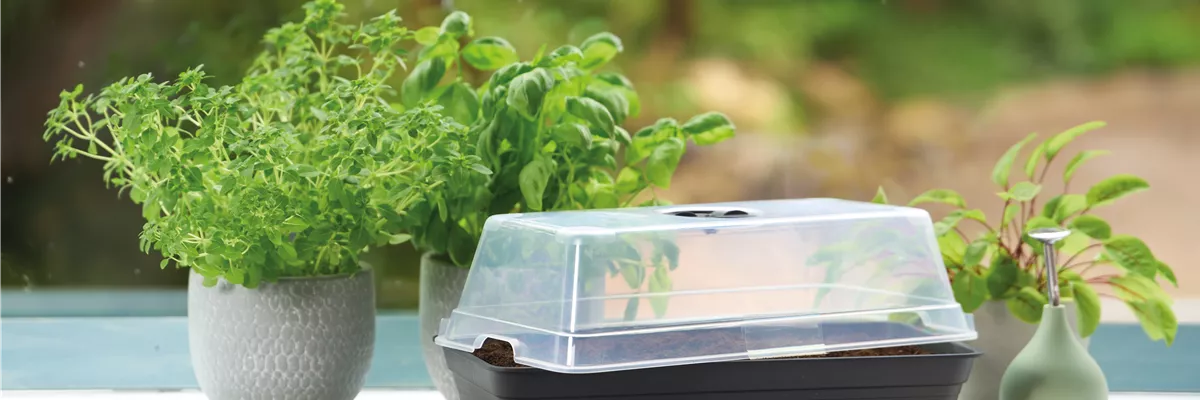 PLATZ DA AUF DER FENSTERBANK!