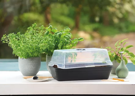 PLATZ DA AUF DER FENSTERBANK!