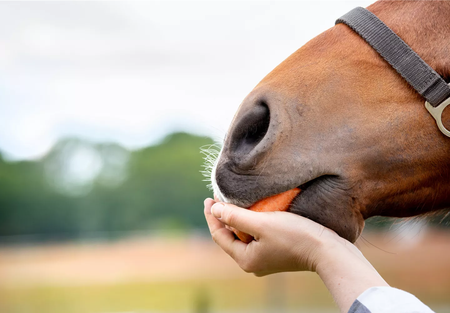 Pferd frisst