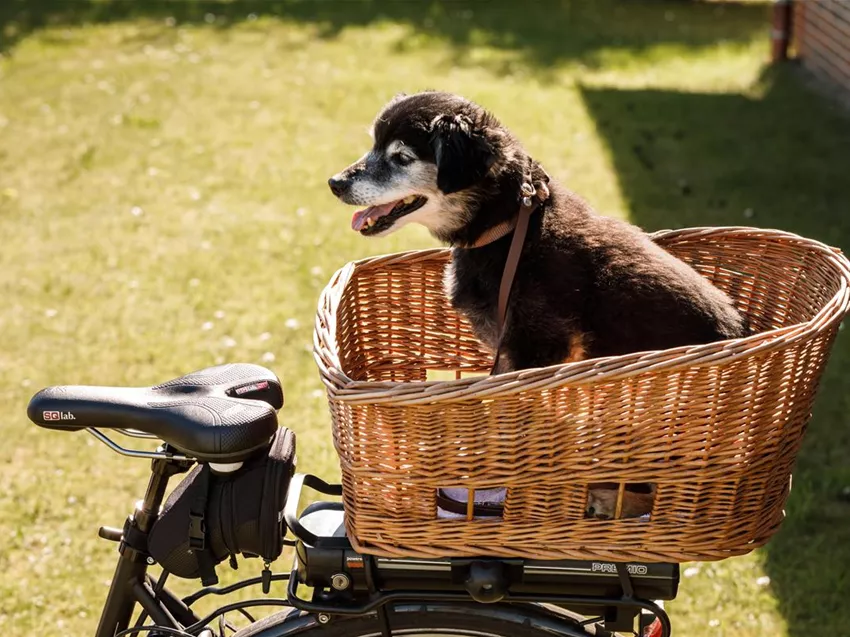 Hund - Grn erleben - Klukkert