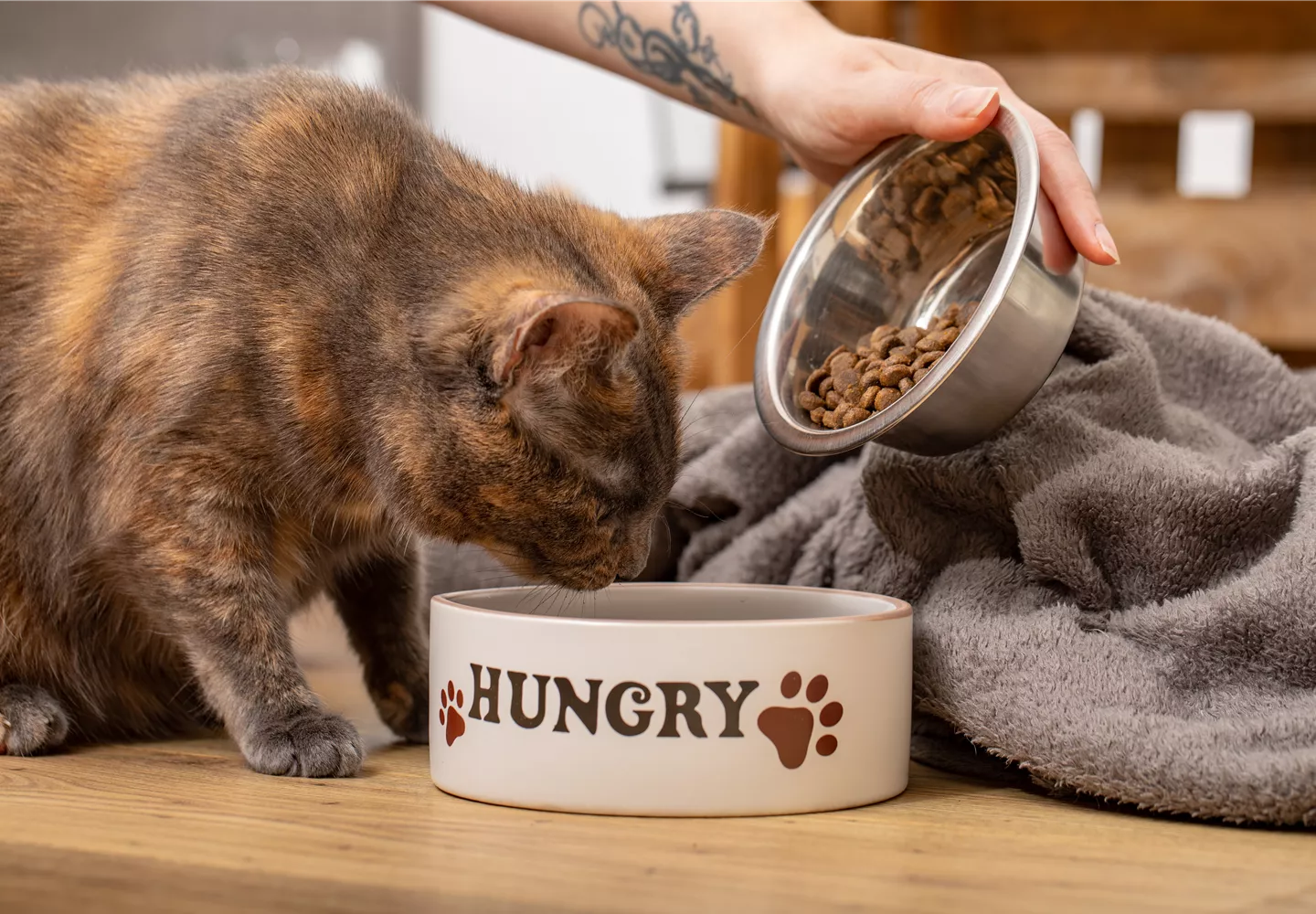 Katze wird gefüttert