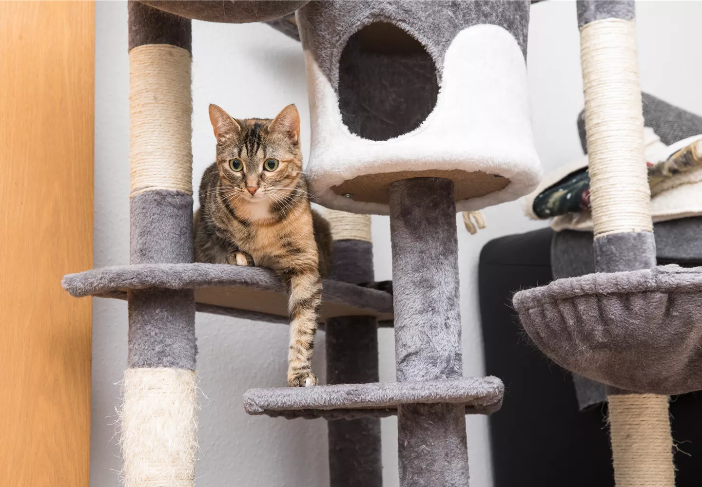 Katze sitzt auf Kratzbaum