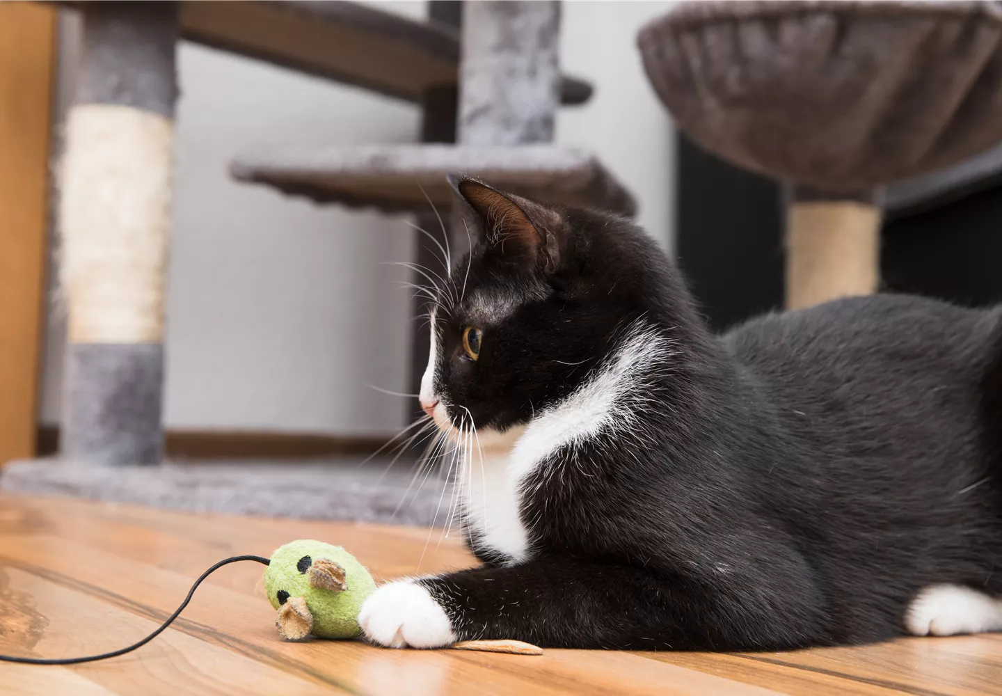 Katze mit Spielzeug