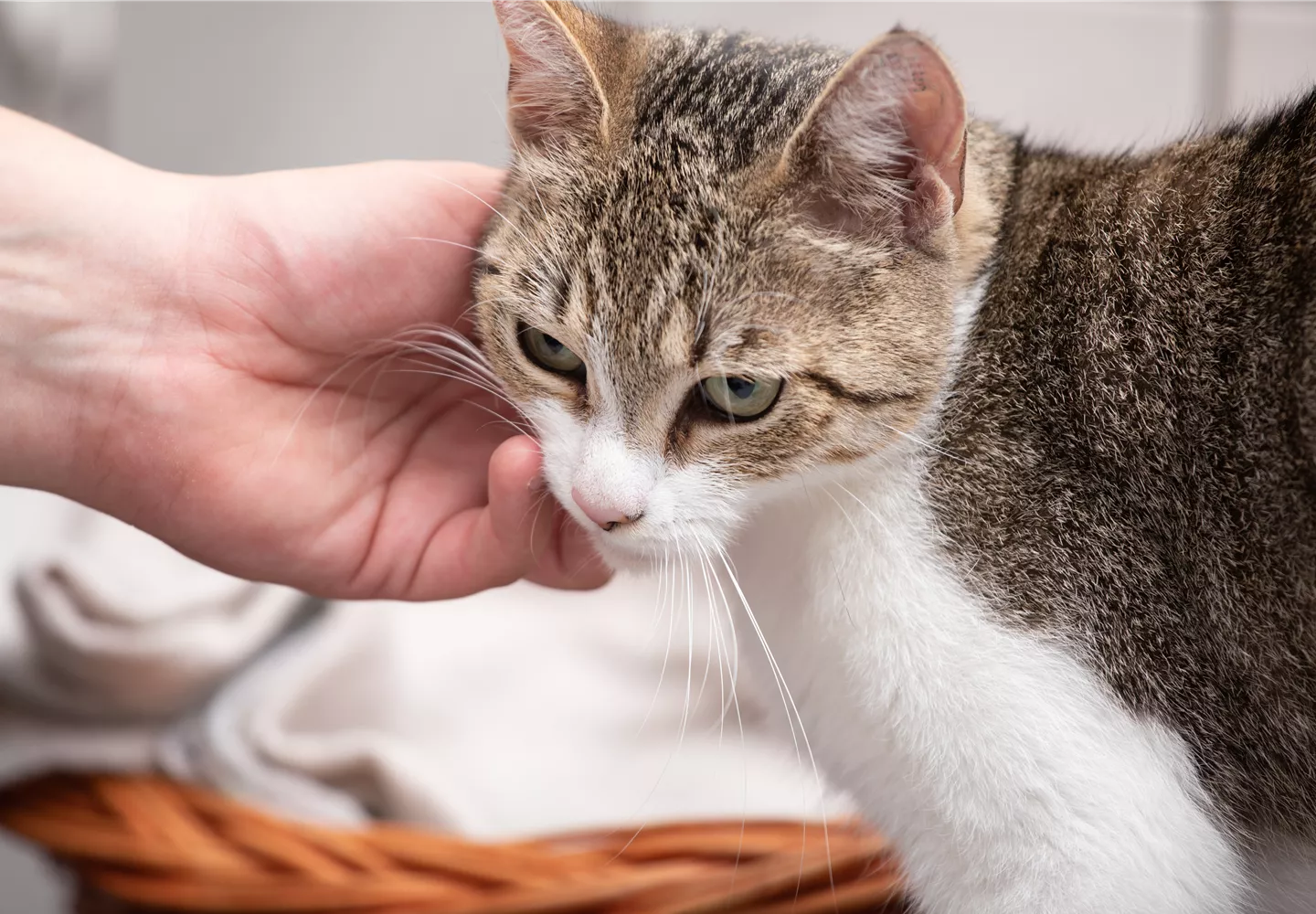 Katze wird gestreichelt