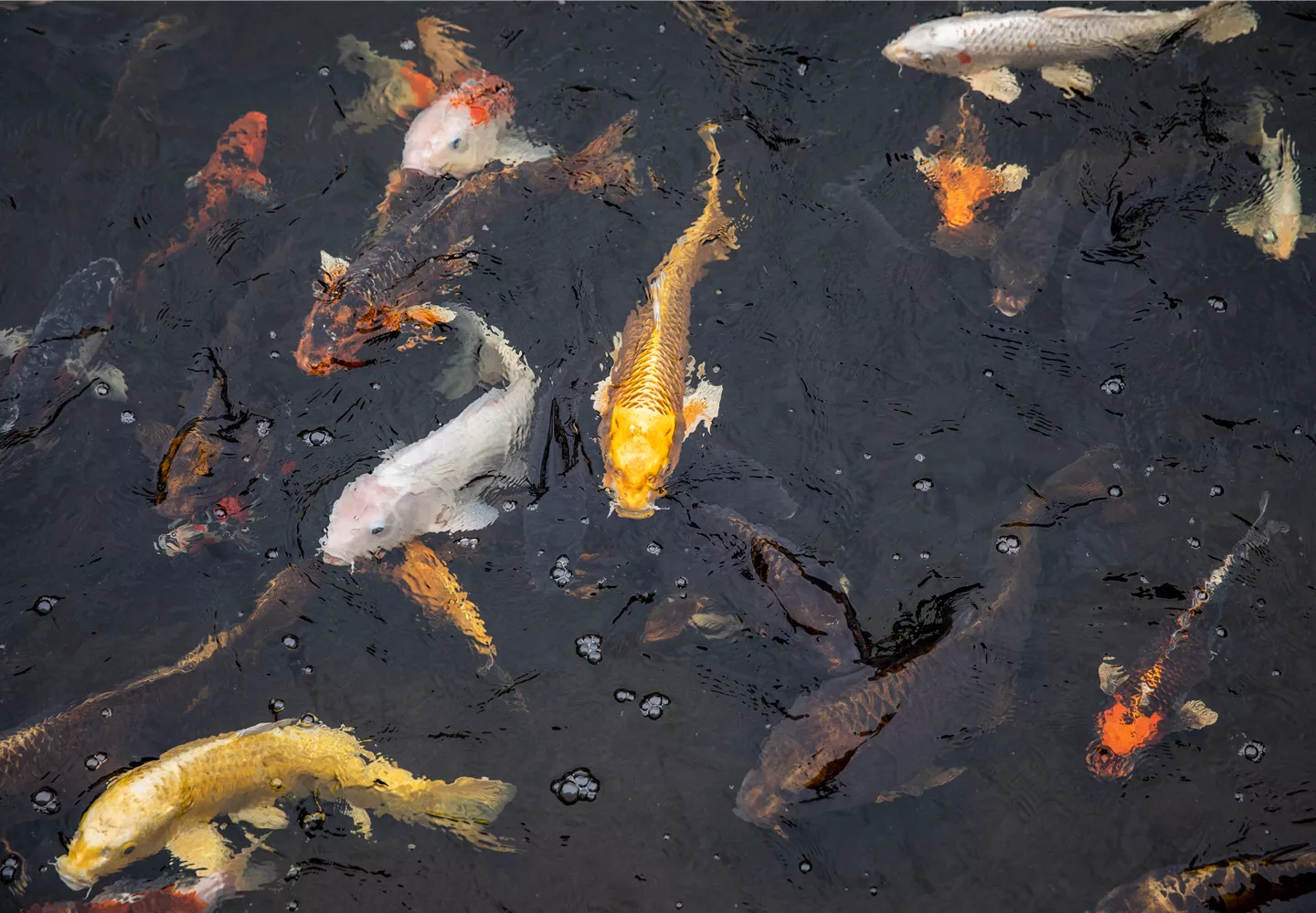 Fische im Teich