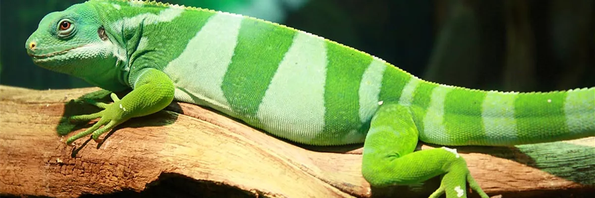 klukkert-zoo-und-co-terraristik