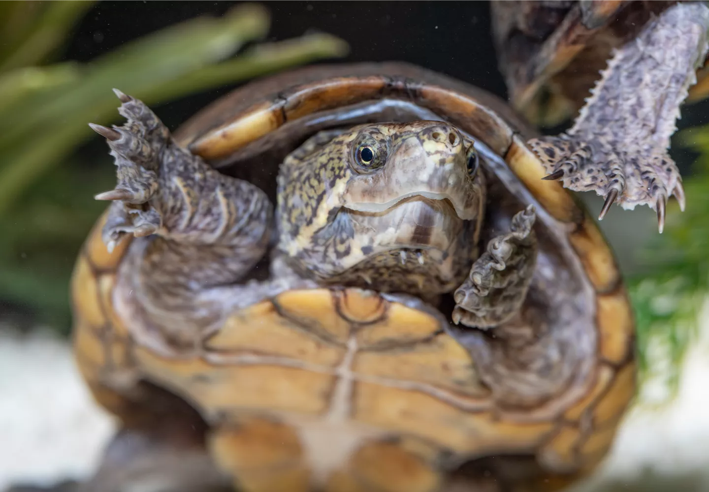 Schildkröte