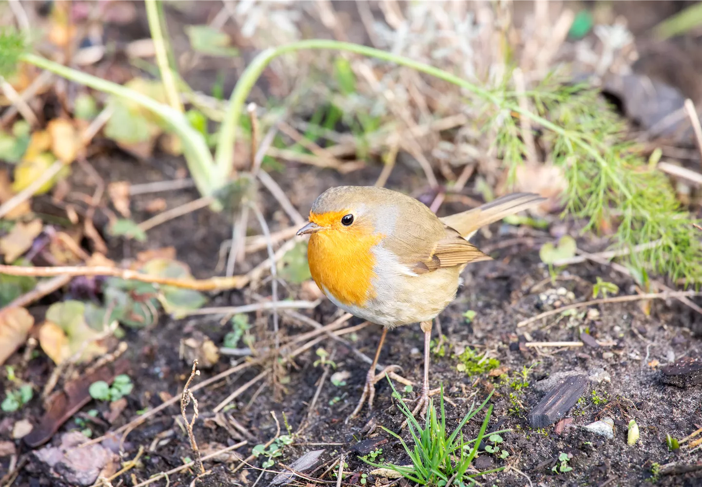 Rotkehlchen