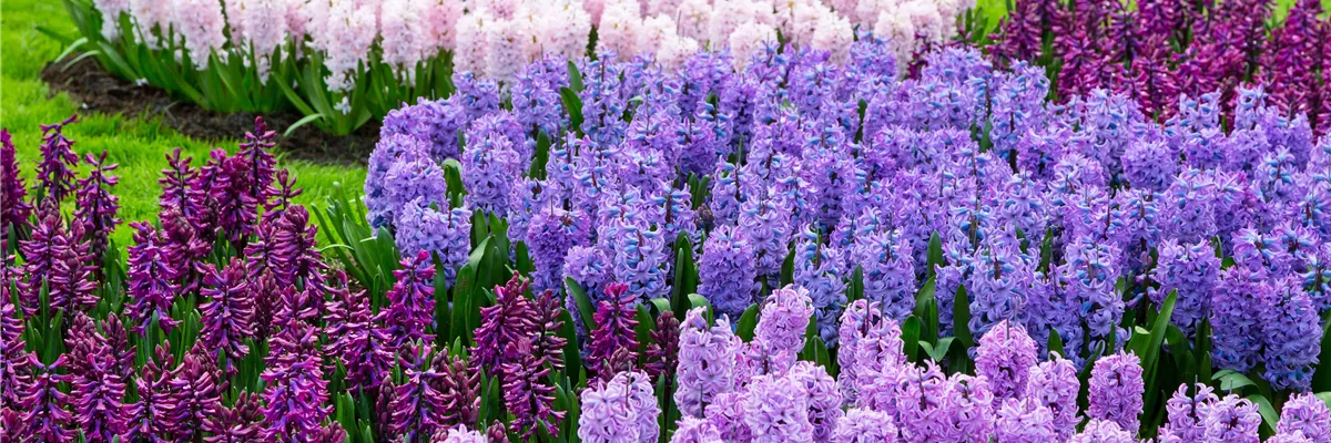 JETZT PFLANZEN, SPäTER STAUNEN!