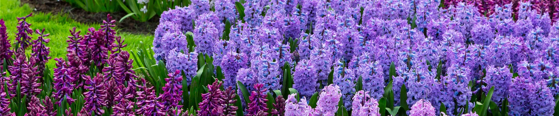 JETZT PFLANZEN, SPäTER STAUNEN!