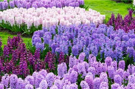 JETZT PFLANZEN, SPäTER STAUNEN!