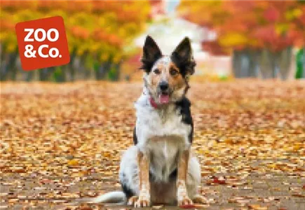 Zoo & Co.
