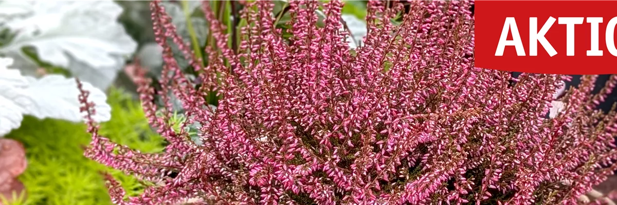 Image_Herbstangebote_Okt25