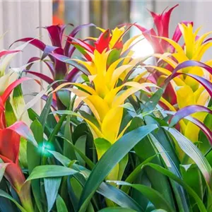 GUZMANIA - HYBRIDE