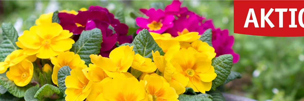 Primeln - Lingen Gartencenter Klukkert