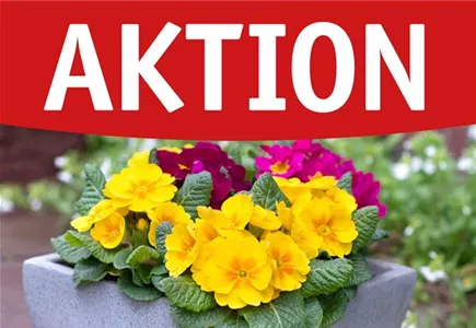 Hier geht es zu unseren aktuellen Angeboten