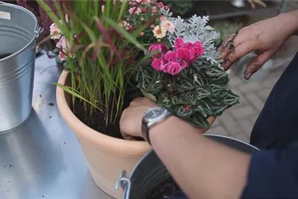 Blumenkübel - Bepflanzung für den Herbst