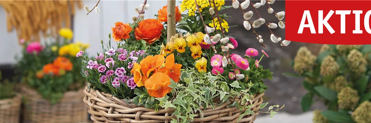 Imagebild Frühlingsbepflanzung - Lingen Klukkert Gartencenter