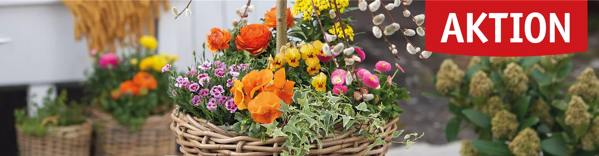 Imagebild Frühlingsbepflanzung - Lingen Klukkert Gartencenter