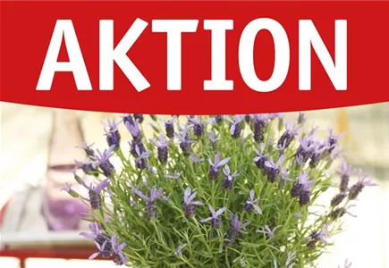 Hier geht es zu unseren Angeboten