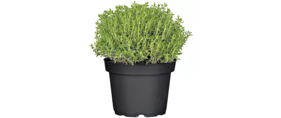 URLAUBSGEFÜHLE ZUHAUSE! 