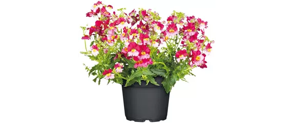 URLAUB AUF DEM BALKON! 