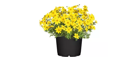 URLAUB AUF DEM BALKON! 