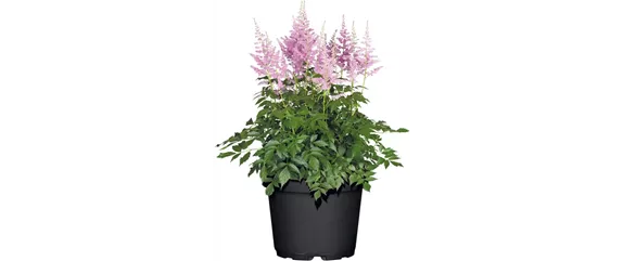 SOMMER IM STAUDENGARTEN!