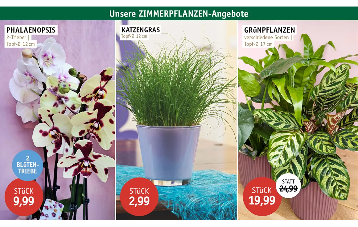 Aktion_Angebote_Feb26_ZIMMERPFLANZEN_0426_02.jpg