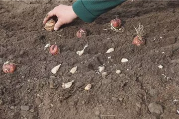 AUS DER KNOLLE KOMMT DAS TOLLE!
