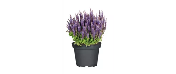 ELEGANTER ROSENGARTEN! 
