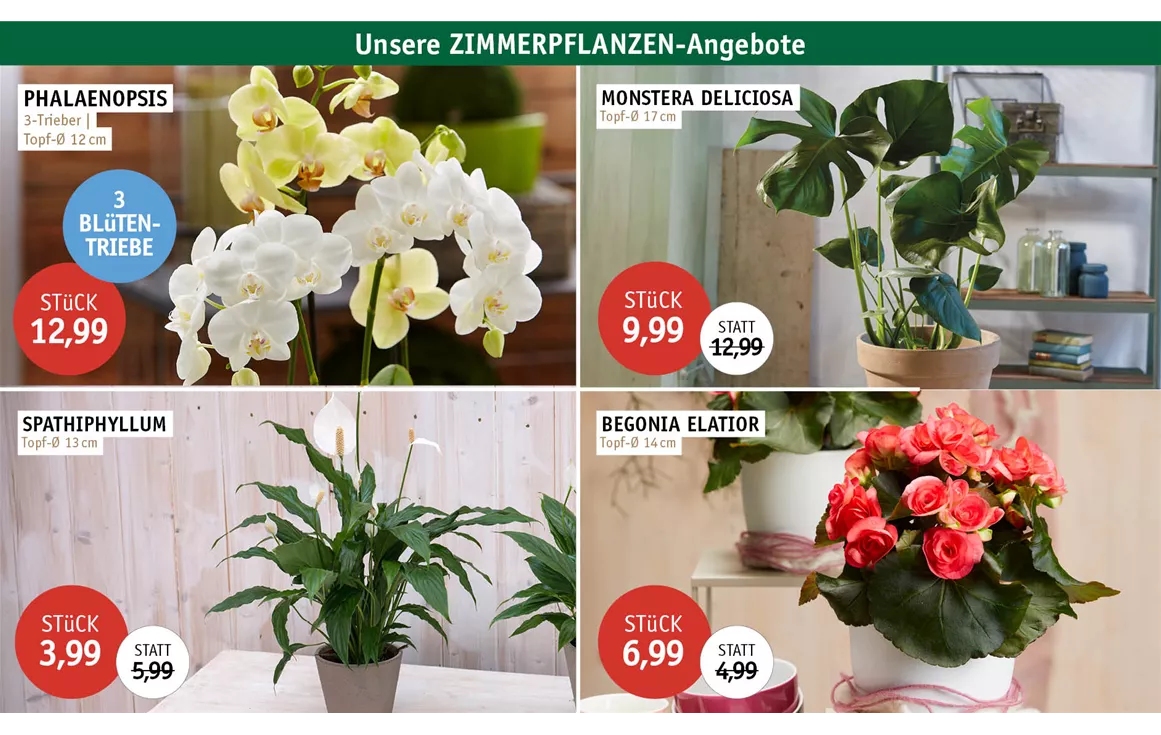 Aktion_Angebote_Feb26_ZIMMERPFLANZEN_0626.jpg
